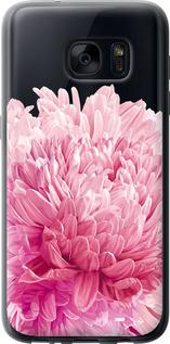 Чехол на Samsung Galaxy S7 G930F Хризантема