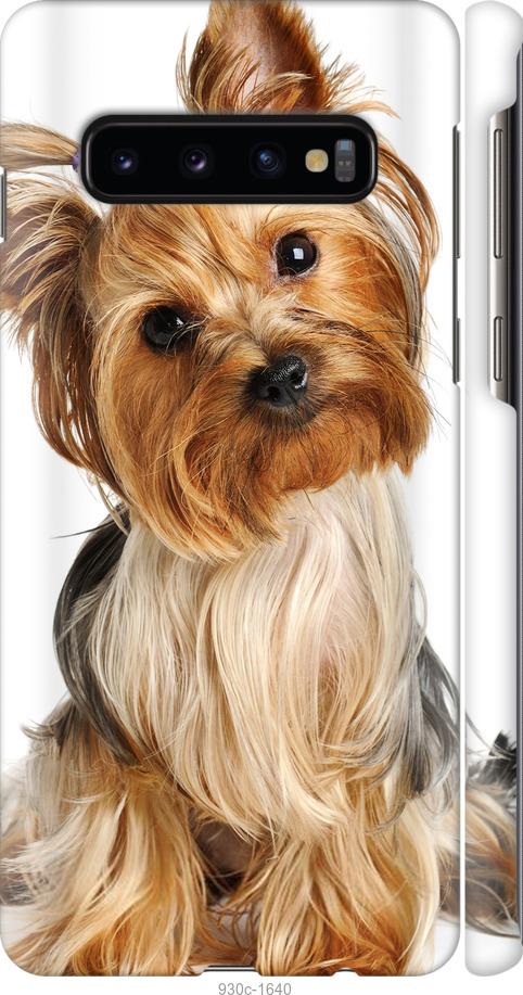 Чехол на Samsung Galaxy S10 Йоркширский терьер с хвостиком