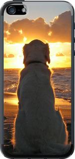 Чехол на iPhone SE Закат и собака