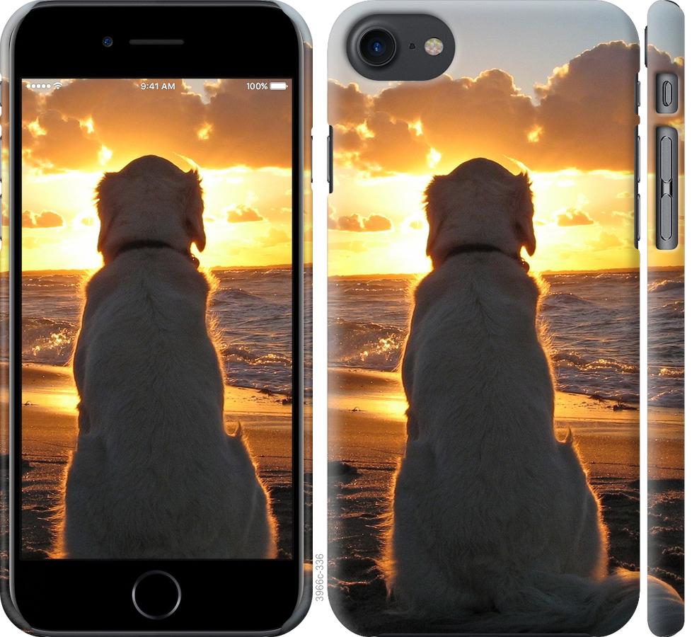 Чехол на iPhone 7 Закат и собака