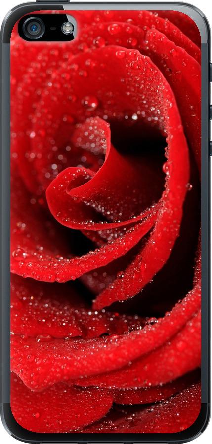 Чехол на iPhone SE Красная роза