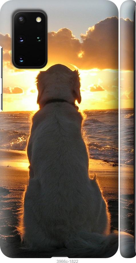 Чехол на Samsung Galaxy S20 Plus Закат и собака