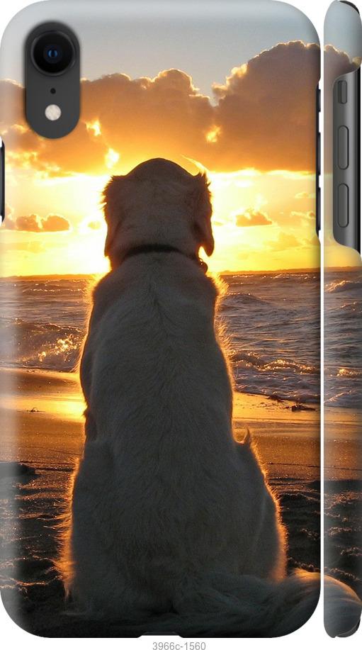 Чехол на iPhone XR Закат и собака